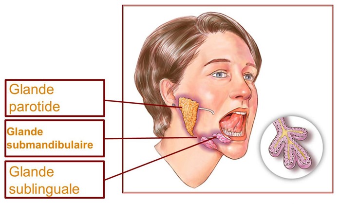 PATHOLOGIE DES GLANDES SALIVAIRES